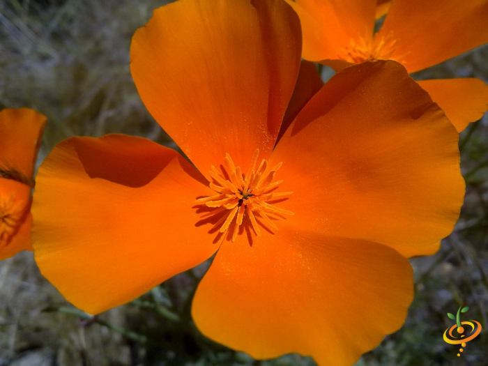 Wildflower Mix seed packet featuring California poppies from SeedsNow, with vibrant orange poppy flowers and green foliage.