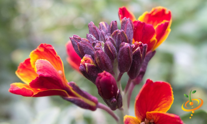 Wildflower mix featuring hummingbirds and butterflies, SeedsNow's scatter garden seed mix with vibrant wildflowers.