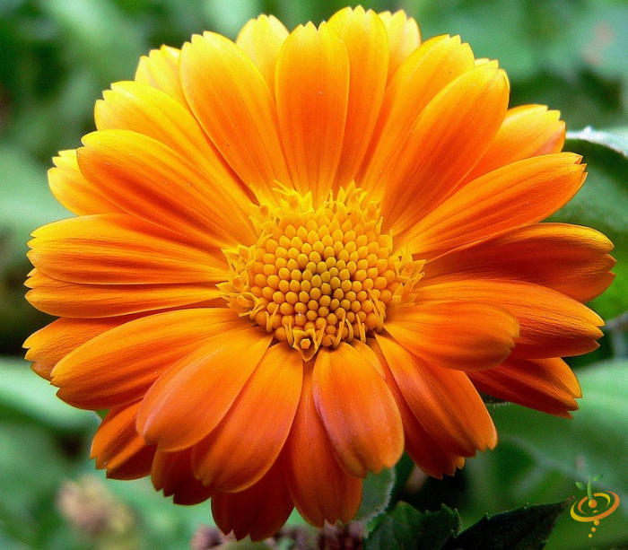 Wildflowers exotic mountain scatter garden seed mix displaying colorful African daisies from SeedsNow.
