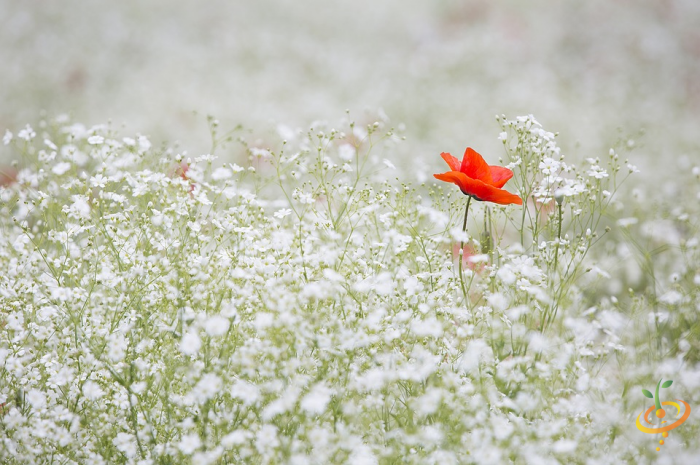 Wildflowers annual seed mix by SeedsNow featuring Baby's Breath and colorful wildflower scatter for garden planting.