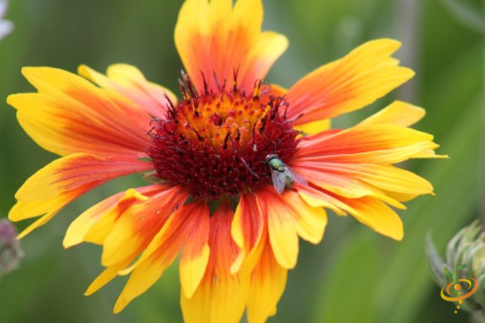 Wildflower Mix seed packet showing vibrant annual Gaillardia flowers for garden planting by SeedsNow