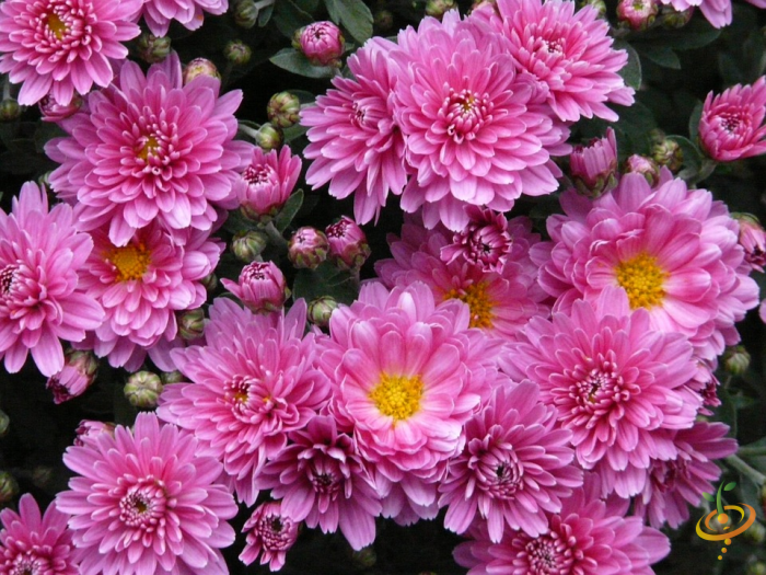 Wildflower Mix by SeedsNow featuring colorful annual wildflowers and asters in a vibrant garden seed scatter pattern