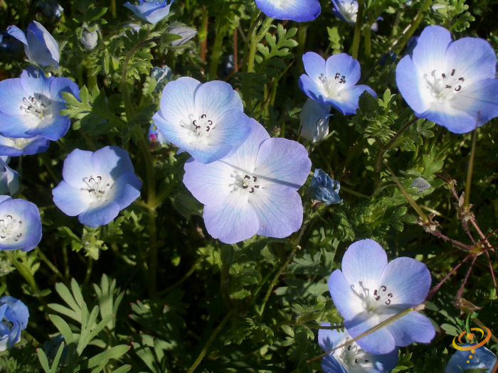 Wildflower Mix seed packet featuring Baby Blue Eyes flowers from SeedsNow, designed to attract beneficial insects to gardens.