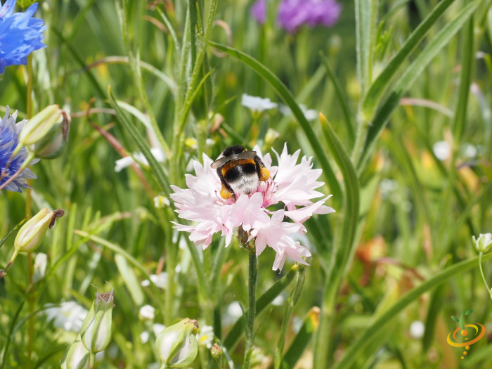 Wildflower mix seed scatter for gardens featuring bachelor buttons with colorful polka dot blooms, from SeedsNow.