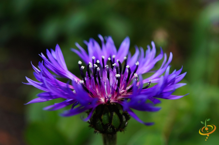 Close-up of vibrant purple wildflower in partial shade garden setting