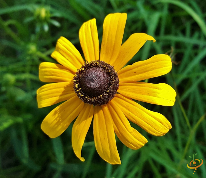 Black-eyed Susan wildflowers from SeedsNow annual cut flower scatter mix, showing vibrant yellow petals and dark centers.