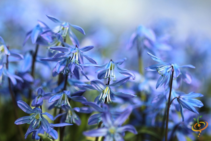 Wildflower Mix seed packet showing vibrant bluebells and colorful annual wildflowers for garden planting by SeedsNow
