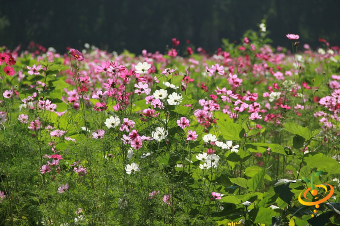 Wildflower mix by SeedsNow featuring hummingbird and butterfly attractant scatter garden seed mix with colorful wildflowers.