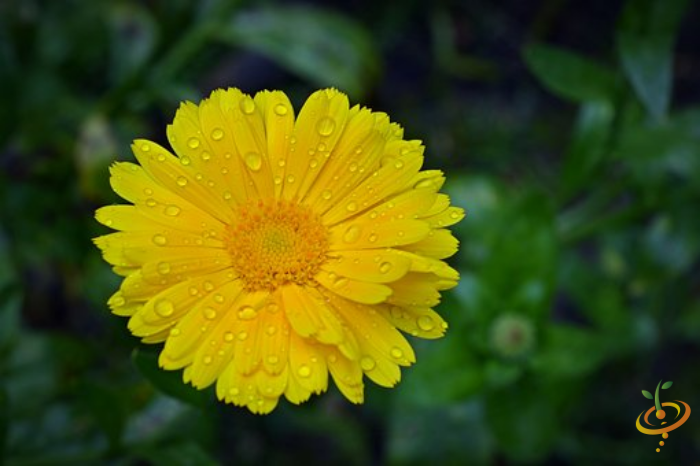 A close-up of vibrant calendula flowers from SeedsNow Wildflowers All Annual Scatter Garden Seed Mix.