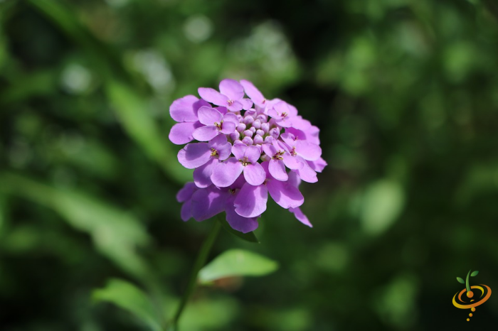 Wildflowers low grow scatter garden seed mix featuring colorful Candytuft flowers for natural floral landscaping.