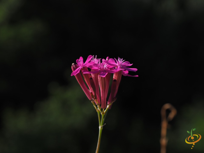 Wildflower Mix seed packet featuring colorful annual wildflowers including catchfly, designed for scatter garden planting by SeedsNow.