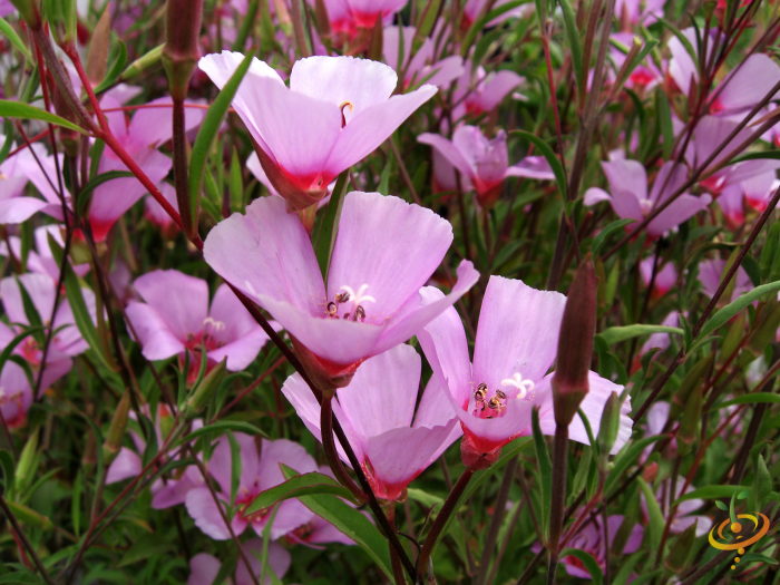 Wildflower mix featuring colorful California native Clarkia and other wildflowers for garden planting, by SeedsNow.