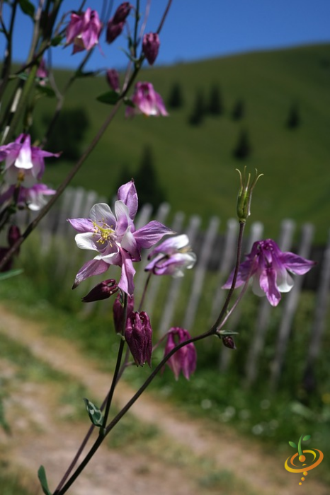 Wildflower mix featuring colorful Columbine flowers from SeedsNow, designed as a deer-resistant scatter garden seed mix.