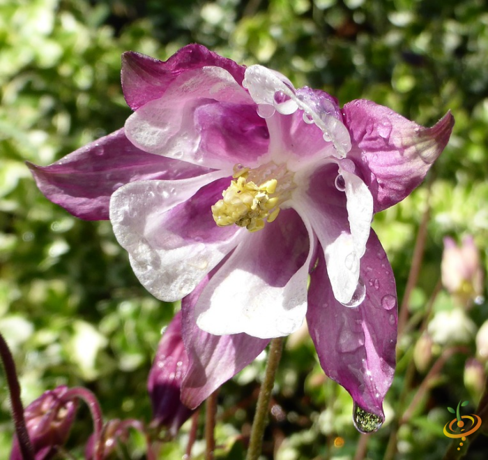 Wildflower mix featuring colorful perennial wildflowers like columbine in a scatter garden seed pack by SeedsNow