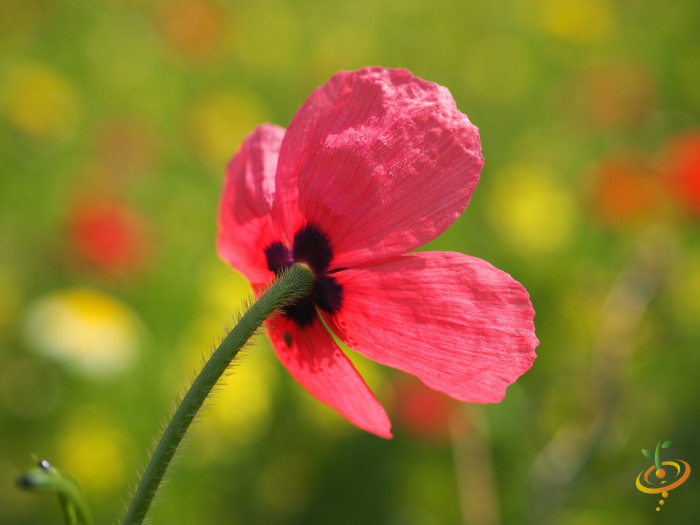 Wildflower mix featuring vibrant corn poppies and wildflowers from SeedsNow's wildflower scatter garden seed mix.
