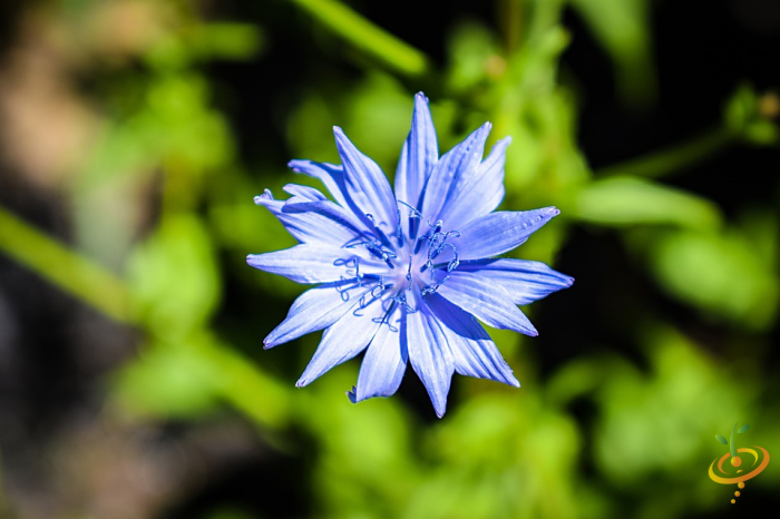 Wildflowers California native scatter seed mix featuring colorful wildflower blooms, including cornflowers, by SeedsNow.