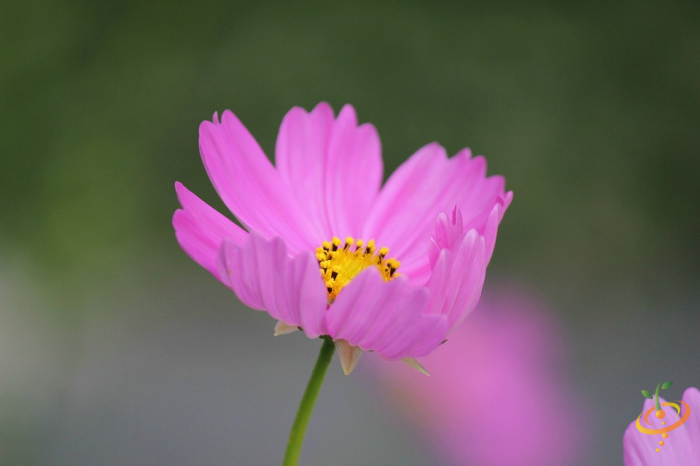 Wildflower Mix garden seed packet showing colorful cosmos and other wildflower seeds for annual cut flower scatter planting.