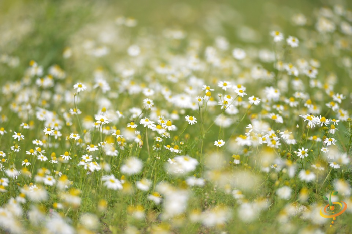 Field of white and yellow wildflowers blooming in partial shade
