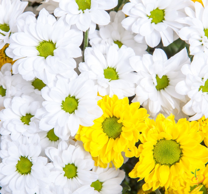 Wildflower mix seed packet featuring daisies and chrysanthemums, ideal for moist garden areas, by SeedsNow.