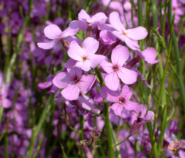 Wildflower mix seed packet labeled "Forever Pink Scatter" by SeedsNow, showcasing colorful wildflower seeds for garden planting.