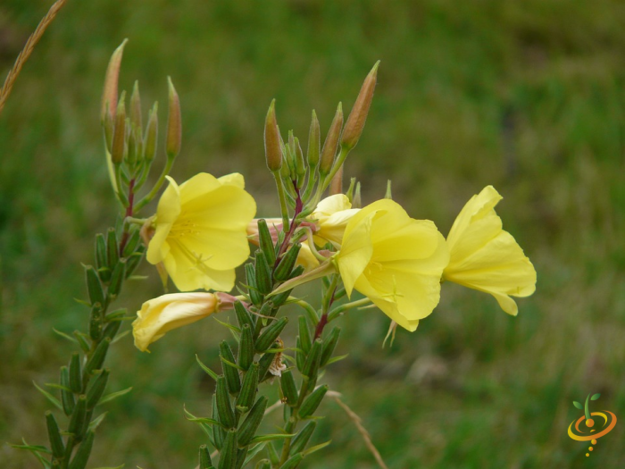 Wildflowers All Annual Scatter Garden Seed Mix by SeedsNow, featuring vibrant evening primrose among colorful wildflower varieties.