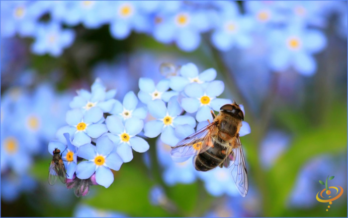 Wildflowers California native scatter seed mix by SeedsNow, featuring forget-me-not flowers in a lush garden setting