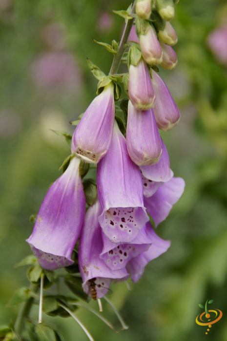 Foxglove wildflower from SeedsNow's deer-resistant scatter garden seed mix, showcasing vibrant purple blossoms.