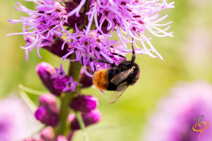 Gayfeather wildflower from SeedsNow's deer resistant scatter garden seed mix, featuring vibrant wildflowers ideal for natural gardens.