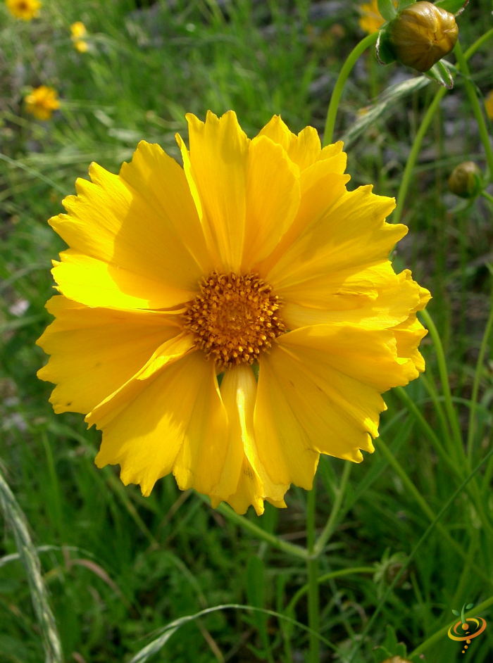 Wildflower mix seed packet from SeedsNow featuring low-growing wildflowers and coreopsis foliage for garden planting