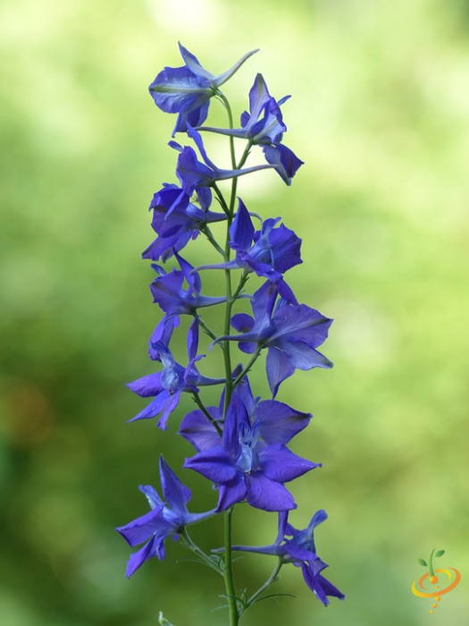 Larkspur wildflower mix from SeedsNow, deer-resistant garden seed scatter for colorful, natural wildflower garden.
