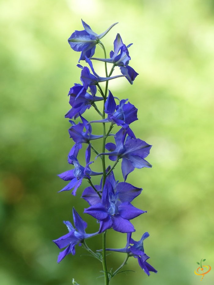 California native wildflower mix featuring vibrant larkspur, perfect for garden planting and attracting pollinators.