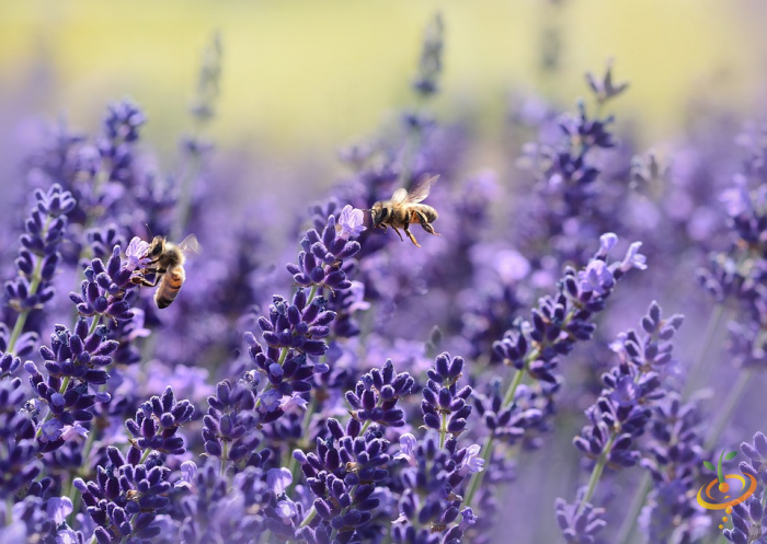Lavender wildflowers from SeedsNow wildflower mix scattered in a garden bed, showcasing fragrant flowering plant seeds.