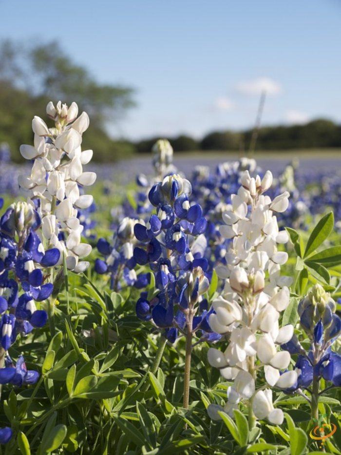 Wildflower mix seed packet from SeedsNow featuring a colorful assortment of perennial wildflower seeds for garden planting.