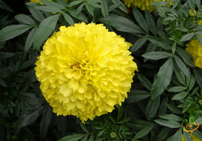Marigold flower from SeedsNow Wildflowers annual cut flower scatter garden seed mix, vibrant yellow-orange blooms in full bloom.
