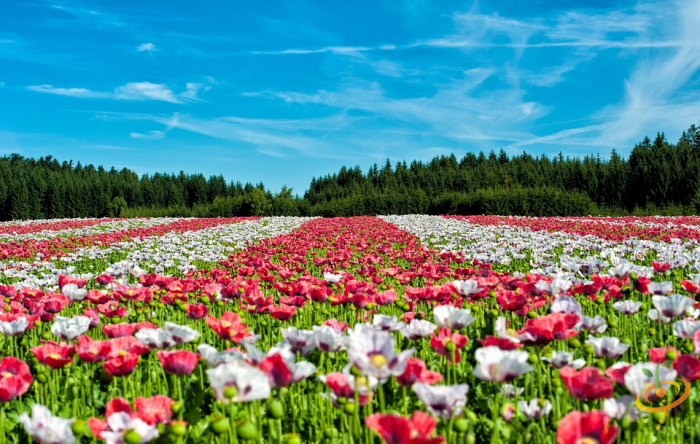 Wildflower mix featuring Shirley Poppy and wildflowers from SeedsNow, designed for deer-resistant garden scatter planting.