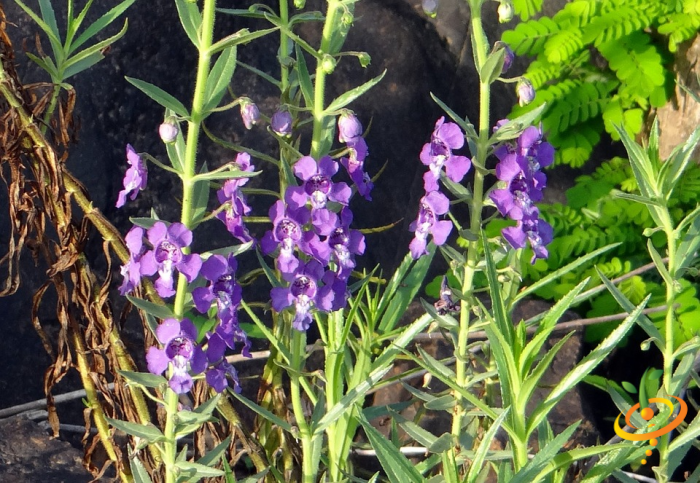 Penstemon strictus wildflower from SeedsNow's hummingbird and butterfly scatter garden seed mix, showcasing vibrant native flowers.