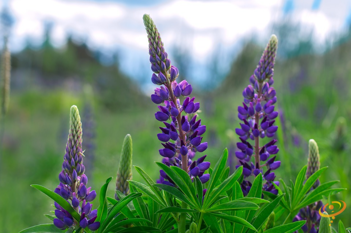Wildflowers California native scatter garden seed mix featuring perennial lupine flowers in vibrant purple and green foliage.