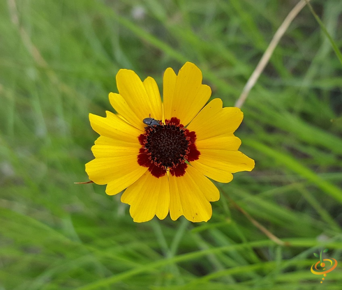 Wildflower mix seed scatter with colorful annual wildflowers including coreopsis, ideal for garden planting by SeedsNow