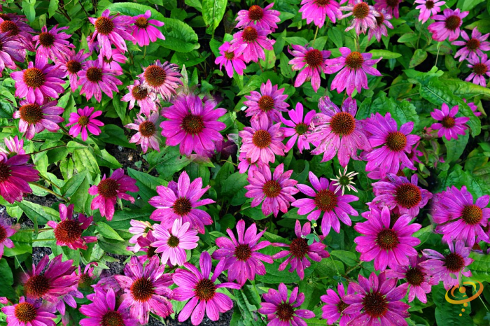 Purple coneflower from SeedsNow Wildflower Mix, deer-resistant scatter garden seed mix, with vibrant blooms and lush foliage.