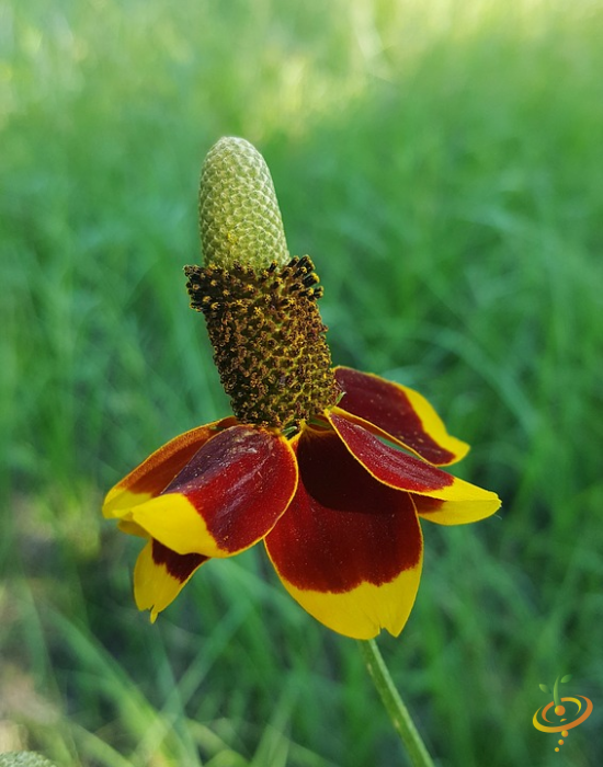 Red prairie coneflower from SeedsNow Wildflower Mix, deer-resistant wildflower seed scatter for gardens.