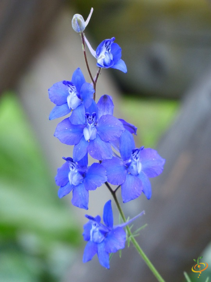 Wildflower Mix seed scatter with colorful annual wildflowers including rocket larkspur and other vibrant wildflower varieties.