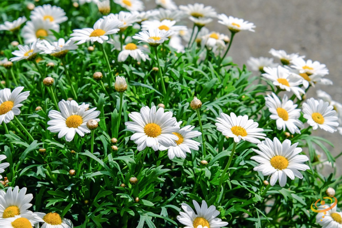 Shasta daisy from Wildflowers Exotic Mountain Scatter Garden Seed Mix by SeedsNow, showcasing white petals and yellow center