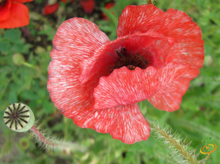 Close-up of a vibrant red wildflower with textured petals and green foliage in the background