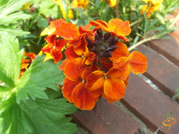 Wildflower mix seed packet showing Siberian Wallflower and assorted wildflowers for low-growing garden scatter planting.
