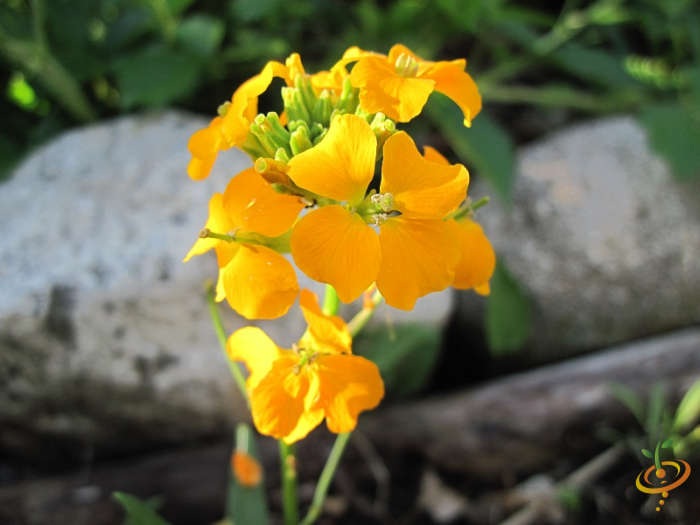 Wildflower Mix from SeedsNow, featuring vibrant annual wildflowers including Siberian Wallflower, in a colorful scatter seed packet.