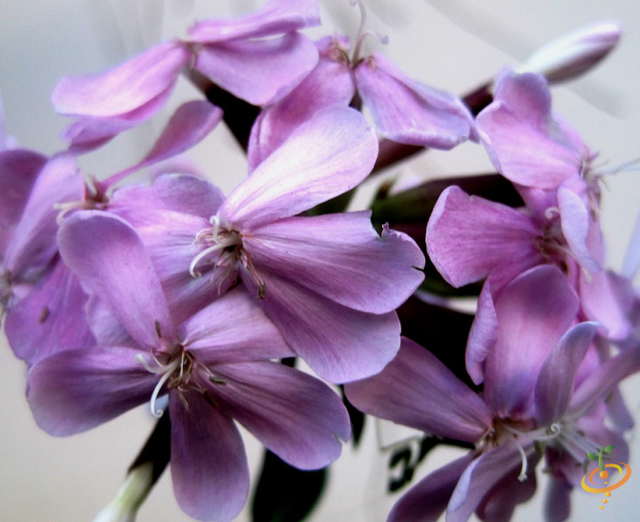 Wildflower mix featuring soapwort and other native flowers from SeedsNow, deer-resistant scatter garden seed blend.