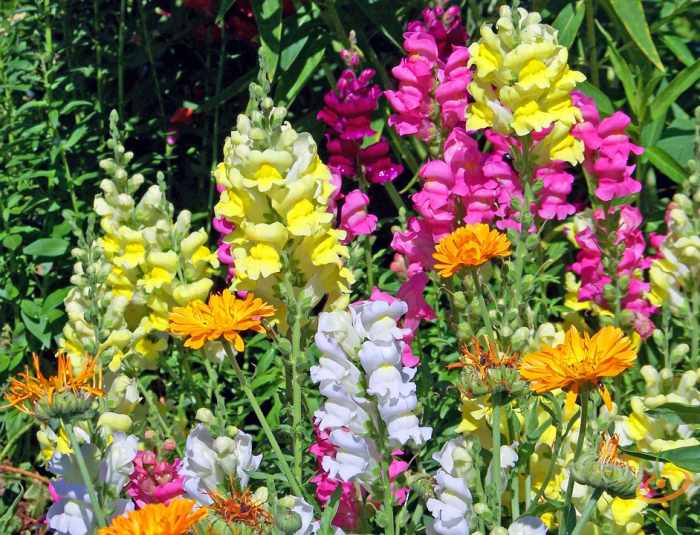 Wildflowers California native scatter garden seed mix featuring colorful spurred snapdragons in a natural garden setting.