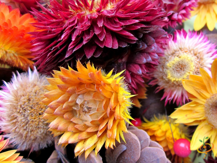 Wildflower Mix seed packet with colorful annual strawflowers from SeedsNow for garden planting and vibrant floral displays.