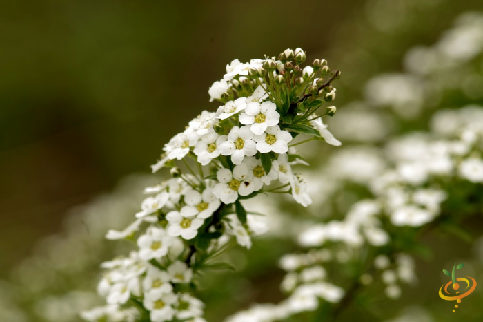 Wildflower Mix seed packet featuring sweet alyssum, part of SeedsNow's All Annual Scatter Garden Seed Mix for wildflower planting