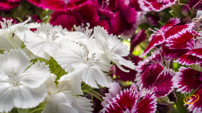 Wildflowers seed mix from SeedsNow featuring colorful perennial wildflowers for garden planting and natural landscape growth.